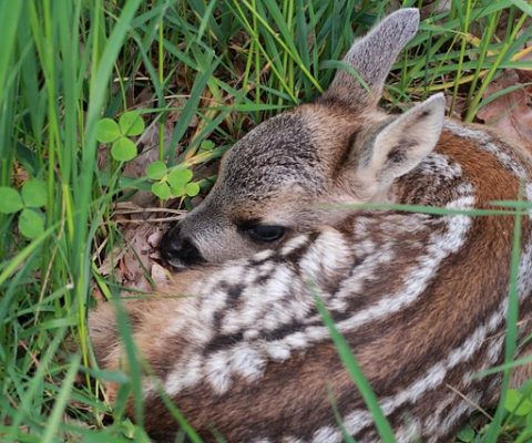 Brut- und Setzzeit! 1. März bis 15. Juli 2026!