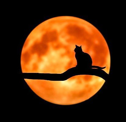 Wer vermisst seine Katze?