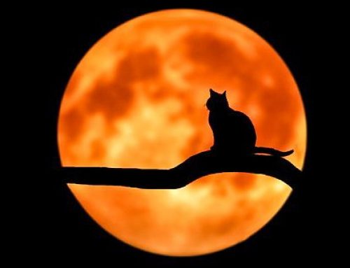 Wer vermisst seine Katze?