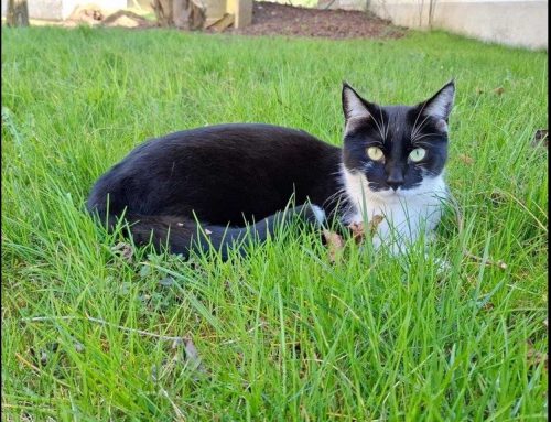 Kater Batman aus Gremertshausen wird gesucht
