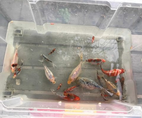 Zweite Heimat für Kois im Kühnhauser Weiher