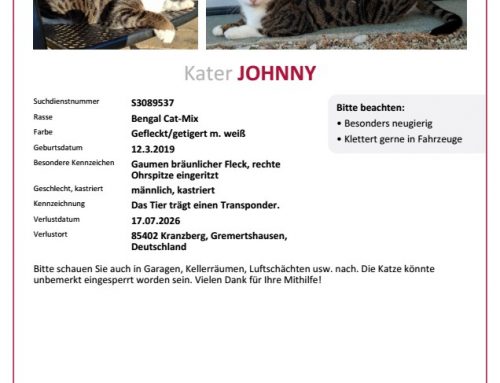 Kater Johnny wird in Gremertshausen vermisst
