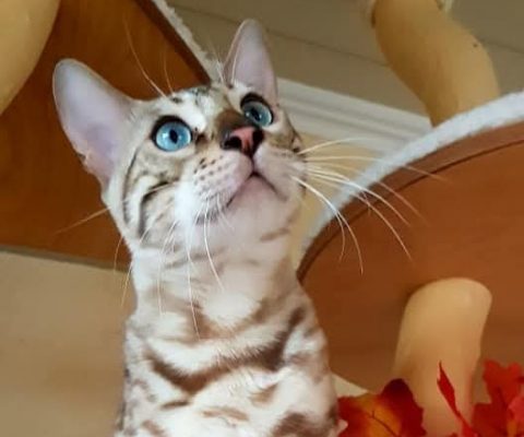Wer hat den Bengalkater Innuendo gesehen? Vermisst in 85402 Kranzberg