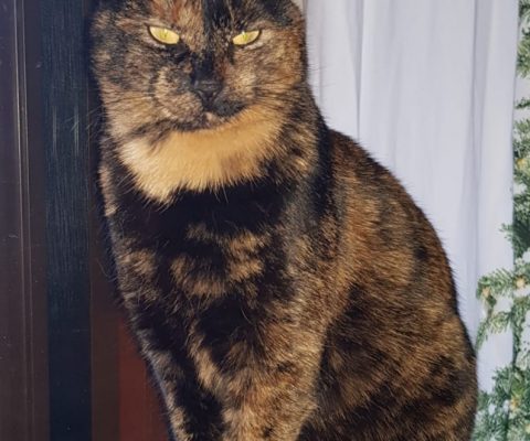 Kater Miki gesucht!