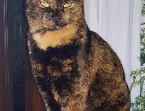 Kater Miki gesucht!