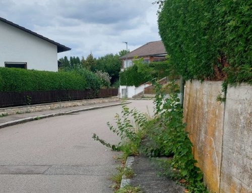 Pflanzen- und Heckenrückschnitt –