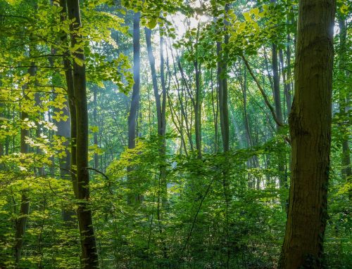 „Klimaangepasstes Waldmanagement“ – Erstanträge ab 1. Oktober 2026 möglich